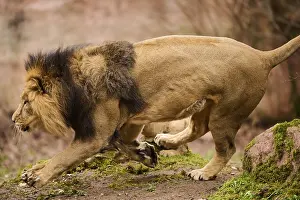 Race: Asiatic lion (Panthera leo persica) male running on the ground