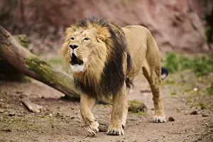 Bottom: Asiatic lion (Panthera leo persica) male walking on the ground