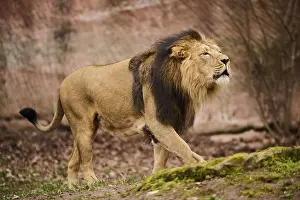 Bottom: Asiatic lion (Panthera leo persica) male walking on the ground