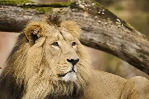 Lions: Asiatic lion (Panthera leo persica) portrait