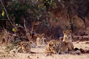 Prides: Asiatic Lion - Pride
