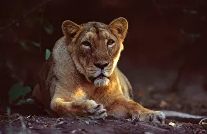 Persica: Asiatic Lioness