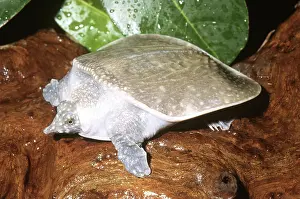 Malayan: Asiatic Softshell Turtle