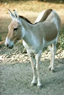 Asses: ASIATIC WILD ASS