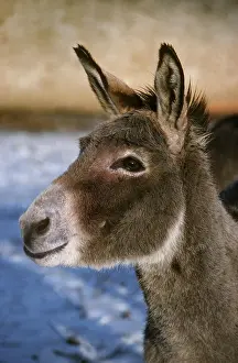 Hemionus: Asiatic Wild Ass or Onager (equus hemionus), Portrait