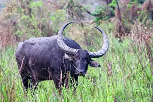 Assam: Asiatic Wild Buffalo (Bubalus arnee)