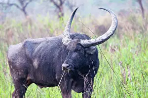 Assam: Asiatic Wild Buffalo (Bubalus arnee)