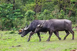 Assam: Asiatic Wild Buffalo (Bubalus arnee)