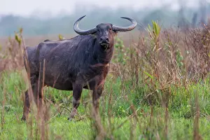 Assam: Asiatic Wild Buffalo (Bubalus arnee)