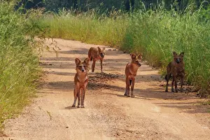 Chien: Asiatic wild dog