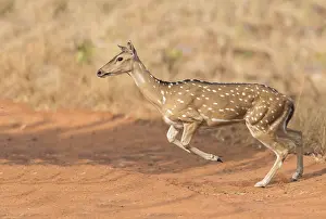 Chital: Asie, Inde, Maharashtra, Reserve de tigres