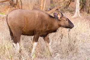 Tadoba: Asie, Inde, Maharashtra, Reserve de tigres de