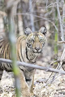 Tadoba: Asie, Inde, Maharashtra, Reserve de tigres