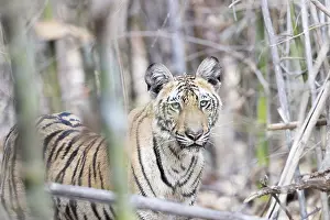 Tadoba: Asie, Inde, Maharashtra, Reserve de tigres