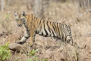 Tadoba: Asie, Inde, Maharashtra, Reserve de tigres
