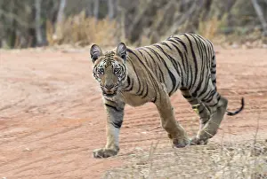 Tadoba: Asie, Inde, Maharashtra, Reserve de tigres