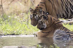 Tadoba: Asie, Inde, Maharashtra, Reserve de tigres