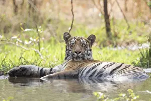 Tadoba: Asie, Inde, Maharashtra, Reserve de tigres