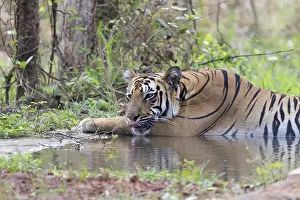 Tadoba: Asie, Inde, Maharashtra, Reserve de tigres