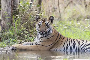 Tadoba: Asie, Inde, Maharashtra, Reserve de tigres