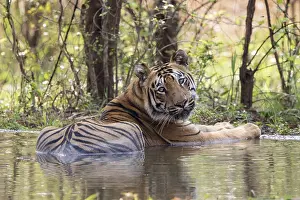 Tadoba: Asie, Inde, Maharashtra, Reserve de tigres