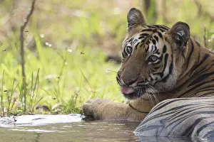 Tadoba: Asie, Inde, Maharashtra, Reserve de tigres