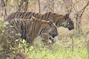 Tadoba: Asie, Inde, Maharashtra, Reserve de tigres