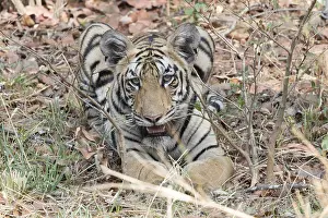 Tadoba: Asie, Inde, Maharashtra, Reserve de tigres
