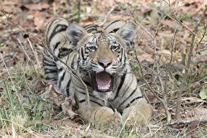 Tadoba: Asie, Inde, Maharashtra, Reserve de tigres