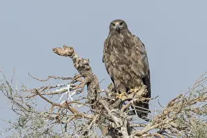 Aquila: Asie, Inde, Rajasthan, Bikaner, aigle des steppes