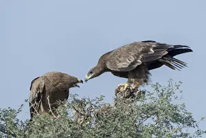 Aquila: Asie, Inde, Rajasthan, Bikaner, aigle des steppes