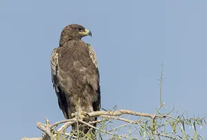 Aquila: Asie, Inde, Rajasthan, Bikaner, aigle des steppes