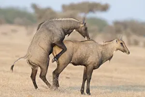 Thar: Asie, Inde, Rajasthan, Bikaner, Antilope Nilgaut