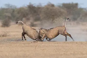 Combat: Asie, Inde, Rajasthan, Bikaner, Antilope Nilgaut