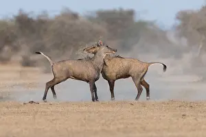 Combat: Asie, Inde, Rajasthan, Bikaner, Antilope Nilgaut