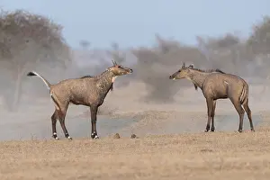 Combat: Asie, Inde, Rajasthan, Bikaner, Antilope Nilgaut