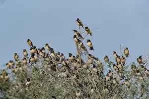 Thar: Asie, Inde, Rajasthan, Bikaner, Etourneau roselin