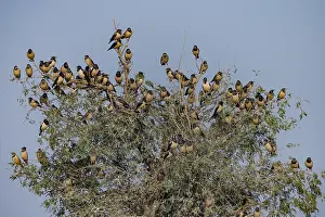 Thar: Asie, Inde, Rajasthan, Bikaner, Etourneau roselin