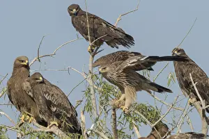 Aquila: Asie, Inde, Rajasthan, Bikaner, Groupe d'aigles