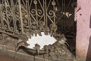 Rats: Asie, Inde, Rajasthan, Deshnok, Rats (poetes, bardes