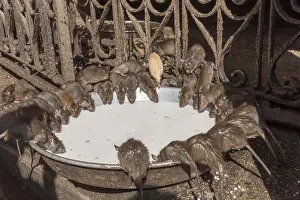 Rats: Asie, Inde, Rajasthan, Deshnok, Rats (poetes, bardes