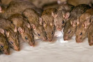 Rats: Asie, Inde, Rajasthan, Deshnok, Rats (poetes, bardes