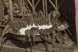 Rats: Asie, Inde, Rajasthan, Deshnok, Rats (poetes, bardes