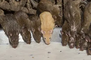 Rats: Asie, Inde, Rajasthan, Deshnok, Rats (poetes, bardes