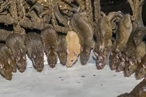 Rats: Asie, Inde, Rajasthan, Deshnok, Rats (poetes, bardes