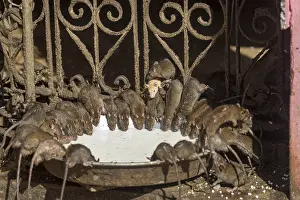 Rats: Asie, Inde, Rajasthan, Deshnok, Rats (poetes, bardes