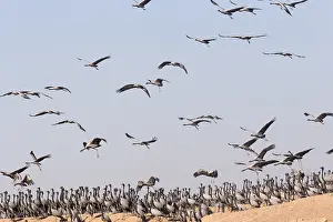 Demoiselle: Asie, Inde, Rajasthan, du Thar, Kichan