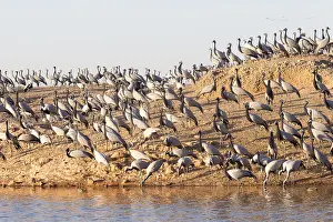 Demoiselle: Asie, Inde, Rajasthan, du Thar, Kichan