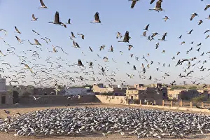 Demoiselle: Asie, Inde, Rajasthan, du Thar, Kichan
