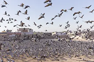 Demoiselle: Asie, Inde, Rajasthan, du Thar, Kichan